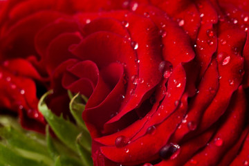 Red rose macro photo with water drops. Fresh and bright still life studio photo for love and romantic illustration. passionate single purple flower, close up photo