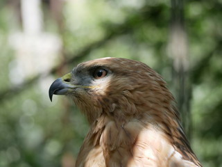 Portrait of a hawk with open yellow eyes and hooked beak on a blurred background of green foliage in the shade of trees on a Sunny summer day.