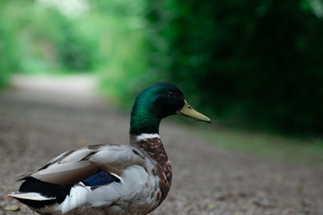 mallard duck 