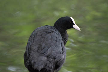 portrait of a duck