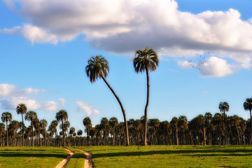 Palmar de argentina