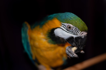 blue and yellow macaw