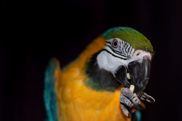 blue and yellow macaw