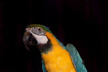 blue and yellow macaw