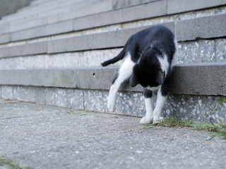 A black-and-white cat with yellow eyes plays with a small centipede near the concrete stairs on a warm summer evening.
