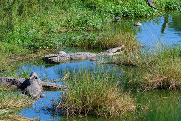 Crocodiles Resting in the Green Blue Water in a Cuban Crocodile Farm 