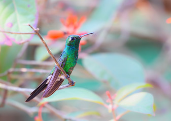 Cuban Emerald Perched on Tree Branch