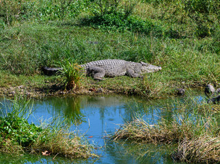 Crocodiles Resting in the Green Blue Water in a Cuban Crocodile Farm 