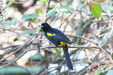 Cuban Oriole Perched on Tree Branch