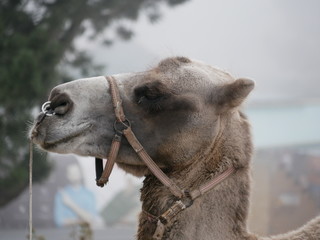 Camel gray-brown suit with harness in a foggy cloudy morning. The head of a camel on a background of fog.