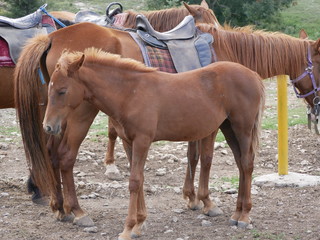 An adult brown horse with a foal on a mountain pasture against a background of green trees on a...
