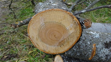 It is a sawed tree. Visible trunk cross section with annual circles.