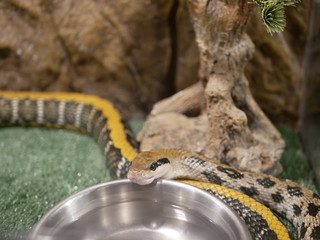 Naklejka premium A small gray non-venomous snake with a yellow stripe and brown diamonds drinks water from a metal bowl in a terrarium. beauty rat snake satisfy thirst. 