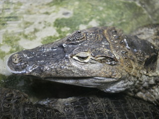 Fototapeta premium The head of a crocodile with large sharp teeth and open eyes lying in a terrarium waiting for food.