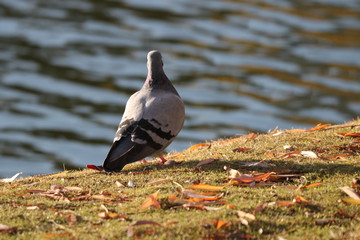 pigeon on a rock