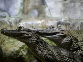 The head of a crocodile with large sharp teeth and open eyes lying in a terrarium waiting for food.