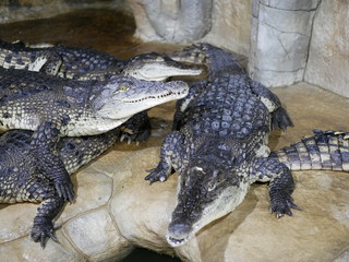 Several crocodiles with open mouths lie on top of each other in the enclosure. Reptiles with big...