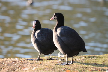 two ducks in the water