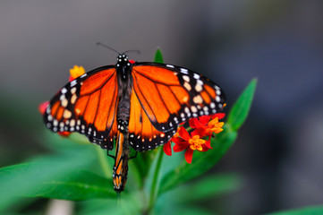 Mariposa - Monarca II