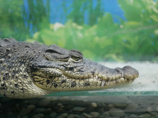 The head of a crocodile with large sharp teeth and open eyes lying in a terrarium waiting for food.