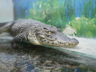 The head of a crocodile with large sharp teeth and open eyes lying in a terrarium waiting for food.