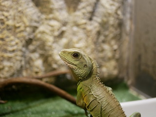 A small green iguana in a terrarium on a brown branch looks around. A cold-blooded reptile.