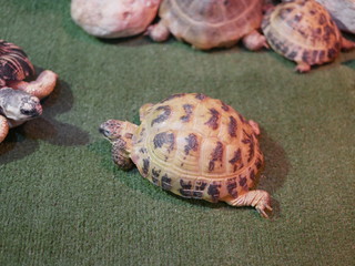 Turtles of different sizes and breeds on a background of brown stones crawl on a synthetic coating...