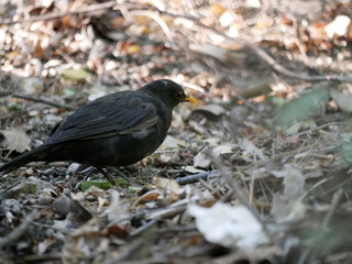 A Blackbird searches for insects in dry fallen leaves in a city Park on a Sunny summer day. Wild birds in the city.