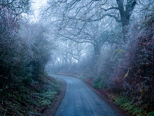 Fototapeta premium foggy road in forest