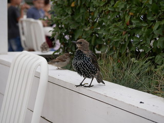 A young Starling on a white wooden railing against a background of bushes in a city Park on a Sunny...