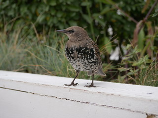 A young Starling on a white wooden railing against a background of bushes in a city Park on a Sunny summer day. Birds in the big city.
