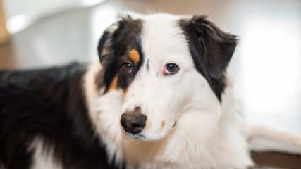 Australian Shepard Black Trio Different Poses
