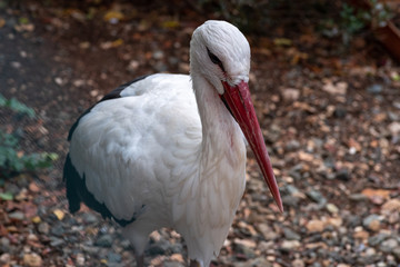 White stork in the wild.