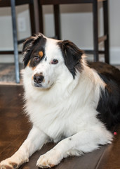 Australian Shepard Black Trio Different Poses