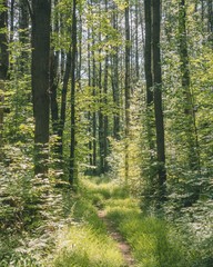 Fototapeta premium Las