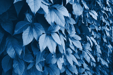 Fototapeta premium Wild grapes on wall. Classic blue color leaves of ivy on a wall closeup. Wild grapes classic blue color. Wild grapes leaves classic blue color on the wooden fence. Trendy color 2020.