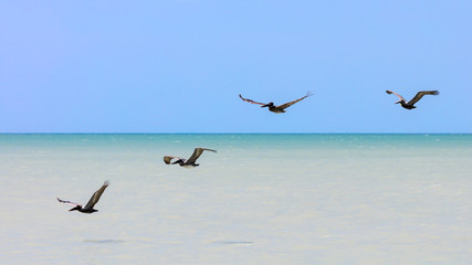Water, blue sky and four pelicans, Sanibel Island, Florida, USA