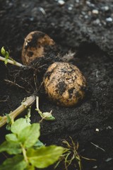 Potato