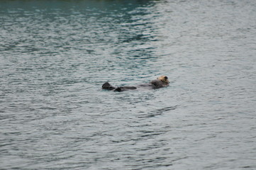 A happy sea Otter floats by and has a bite to eat