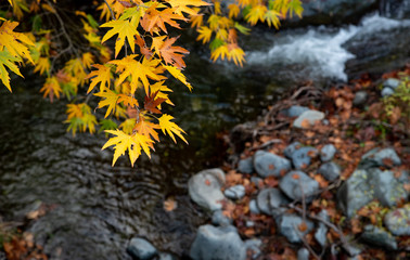 Yellow maple leaves on a tree above a river  from the beautiful countryside of cyprus.