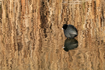 bird in the water