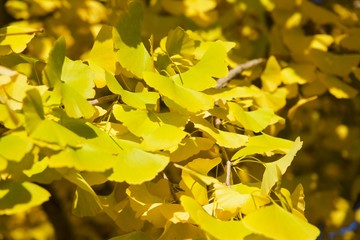 緑から黄色に変わるイチョウの葉