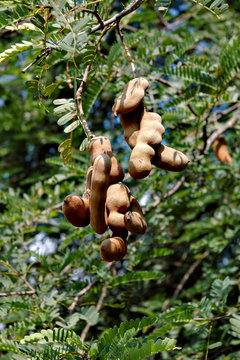 Tamarind on tree in Thailand