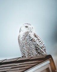 Snow Owl