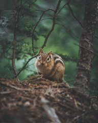 Squirrel