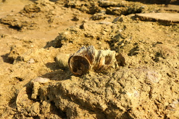 Fosiles marinos de millones de años sobre la playa