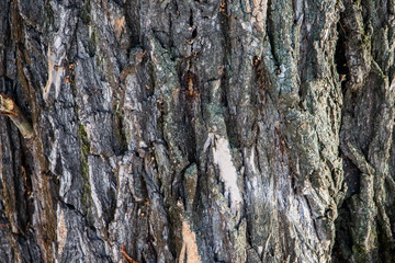 Background of natural tree bark