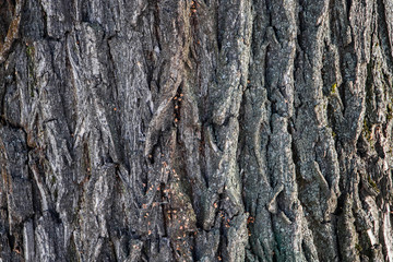 Background of natural tree bark