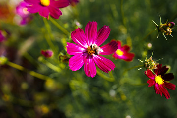 pink flower