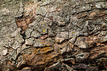 Background of natural tree bark